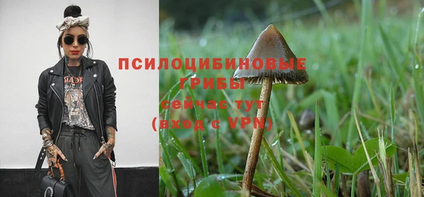 прущие грибы Ачинск