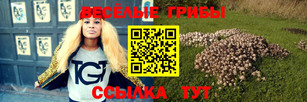 Галлюциногенные грибы Psilocybine cubensis Киров